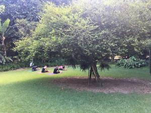 Um jardim em O Sitio - Ilha Grande