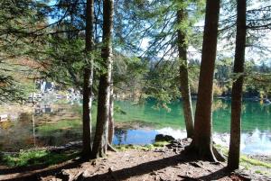 - Vistas al río a través de un grupo de árboles en Face Mont-Blanc en Passy