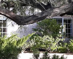 un ramo di un albero di fronte a un edificio di Kokopelli's Hideaway a Julian