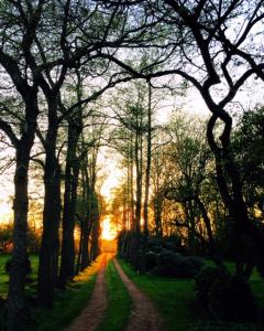 a dirt road leading through a forest with trees at B&B De Mersken in Ureterp