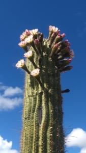 einen großen grünen Kaktus mit rosa Blumen drauf in der Unterkunft Cabañas Achalay in Santa María