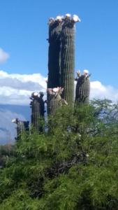 un grupo de cactus sobre un árbol en Cabañas Achalay en Santa María