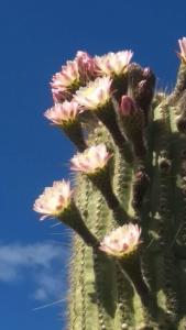 einen grünen Kaktus mit rosa Blumen drauf in der Unterkunft Cabañas Achalay in Santa María