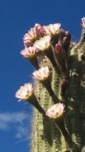 un cactus verde con flores rosas. en Cabañas Achalay en Santa María