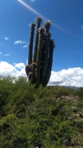 a large cactus on top of a hill at Cabañas Achalay in Santa María