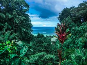 einen Blick auf das Meer aus einem Wald in der Unterkunft OCEAN VISTA in Au Cap