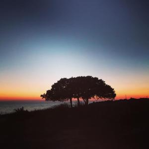 a tree on a hill with the sunset in the background at Sunset Studios & Rooms in Antiparos