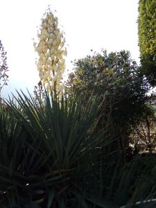 una pianta con fiori bianchi in un giardino di B&B Curtif a Tavernola Bergamasca