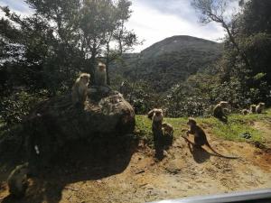 a group of monkeys sitting on top of a rock at Aerizo bungalow & Tours in Nuwara Eliya
