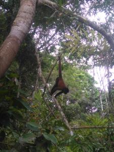 a monkey is sitting on a tree branch at Lodge Jungle Wolf Expeditions in Yucuruche