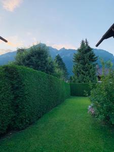 a hedge in a yard with mountains in the background at Alpen-Ferienwohnung Ginova in Garmisch-Partenkirchen