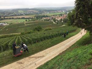 a group of people walking down a dirt road in a vineyard at Villa l'INSOUCIANCE en Champagne in Vincelles