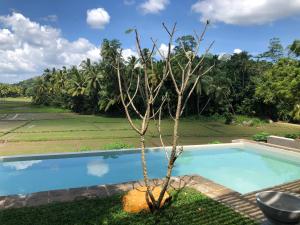 a tree in front of a swimming pool at Sugoi House in Unawatuna