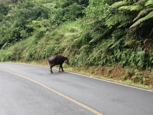 Ảnh trong thư viện ảnh của Cabinas Piuri ở Rio Celeste +84 ảnh