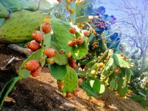 Ein Garten an der Unterkunft SWEET HOUSE