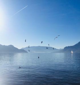 a flock of birds flying over a body of water at La Giazzera in Dervio