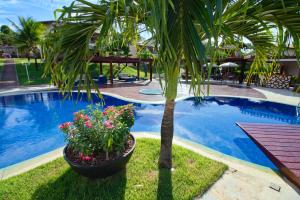 卡姆布庫的住宿－Eco Village Cumbuco，游泳池旁的棕榈树