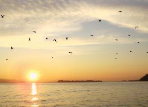 eine Herde Vögel, die bei Sonnenuntergang über dem Wasser fliegen in der Unterkunft AHG Donna Silvia Wellness Hotel in Manerba del Garda