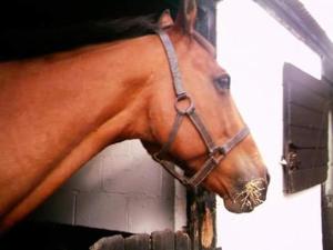 a brown horse is standing next to a building at Church Farm in Stratford-upon-Avon