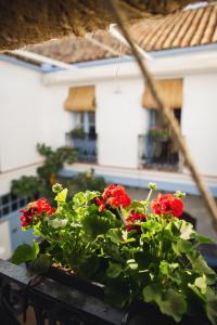 una maceta con flores rojas en un balcón en CASA SIRFANTAS en Córdoba