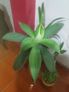 een groene plant in een pot op een vloer bij La Quilla House in Lima