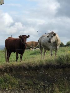 Foto de la galeria de The Collins,Our View from The Top a Listowel