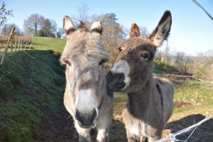 two donkeys are standing next to each other at Villa Gites Chambre d hôtes avec piscine Dordogne 2-4-6-8-10 personnes in Bussière-Badil