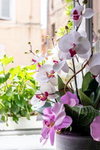 a bunch of flowers in a pot on a window sill at Hotel Le Flore in Fréjus