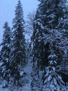 ザコパネにあるWilla Belle Epoqueの雪に覆われた松の群れ