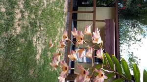 佛羅安那波里的住宿－Mini casa (kit net)，植物上一束粉红色的花