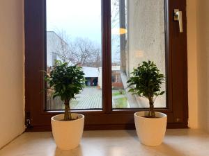 zwei Topfpflanzen vor einem Fenster in der Unterkunft Hinterhaus Apartment No4 in Leipzig