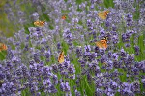 Galeriebild der Unterkunft Zielone Zacisze in Murzynowo Kościelne
