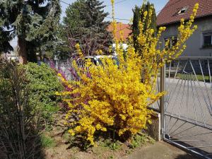 Ogród w obiekcie Garden Apartment Donau-City (P&R)