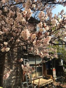 a tree with pink flowers in front of a house at Shabby House in Sapporo