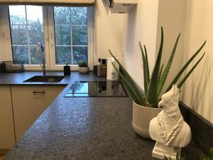 una cocina con una planta en un mostrador en Apartament stare miasto, en Gdansk