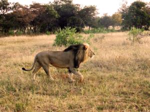 a lion walking in the grass in a field at Honeyguide Ranger Camp in Golders Green