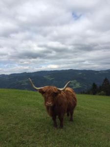 un toro marrón parado en un campo de hierba en Frühstückspension Ochnerbauer en Kindberg