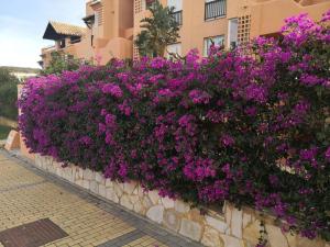 Zahrada ubytování Meerblick Casares del Sol