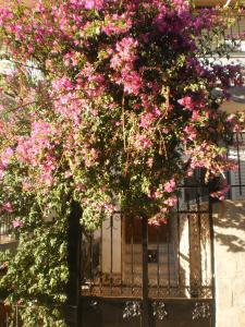 A garden outside Zavrakli