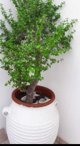 a plant in a white vase sitting next to a wall at Katerina Apartments & Studios in Naousa