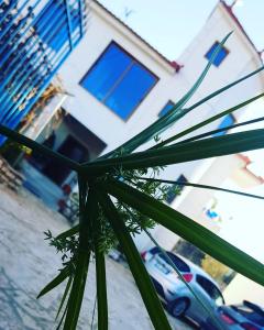 una palmera frente a una casa en Villa HENA, en Sarandë