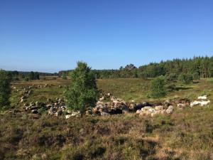 een kudde dieren die op een grasveld grazen bij Nordheidehaus - Villa in Asendorf