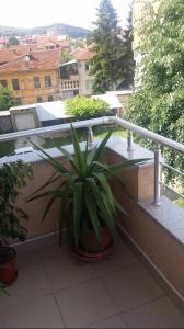 una pianta in un vaso sul balcone di Brand New Apt in City Center a Bitola