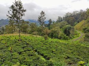 Φωτογραφία από το άλμπουμ του Windsor Forest bungalow σε Bandarawela