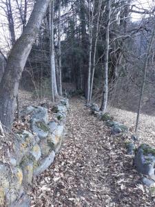a stone wall in the woods with trees and leaves at Casa Dai Fre' CIPAT ZERO22018-AT-ZERO53006 in Bocenago