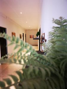 a blurry picture of a plant in a living room at Green Olive Panorama in Bethlehem
