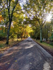 an empty road with trees on either side at Folmerhuis in Oostkapelle