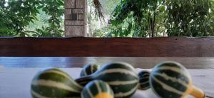 Ein Garten an der Unterkunft Apartment Krajacic
