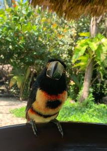 Animais na casa de hóspedes ou nos arredores