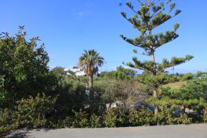 a garden with palm trees and bushes on a sunny day at Irene Villa in Ierápetra